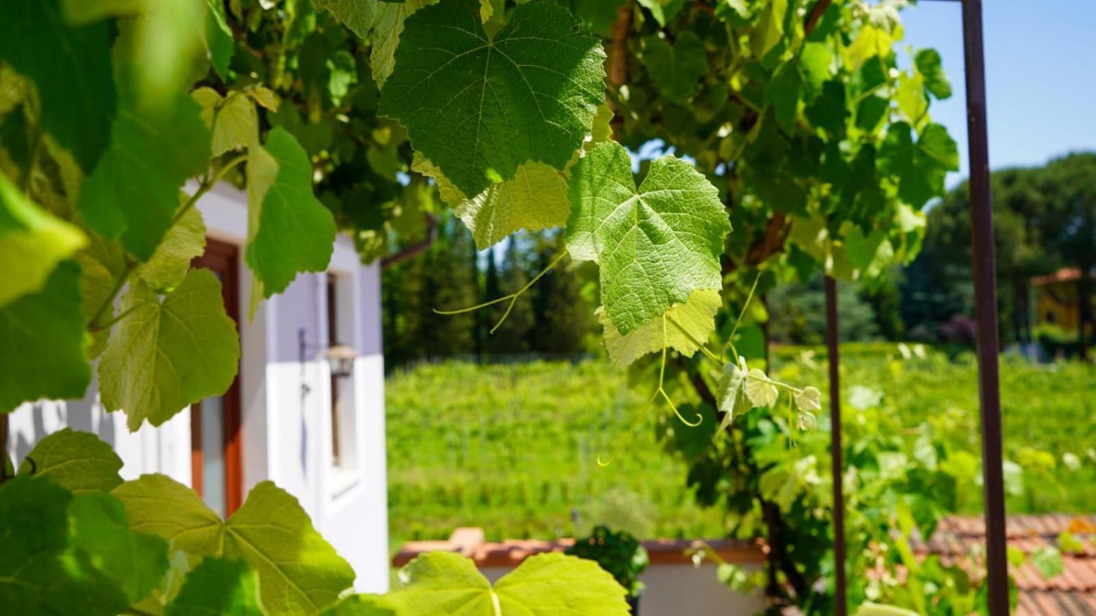 Wine House Bed & Breakfast Capannori Luaran gambar