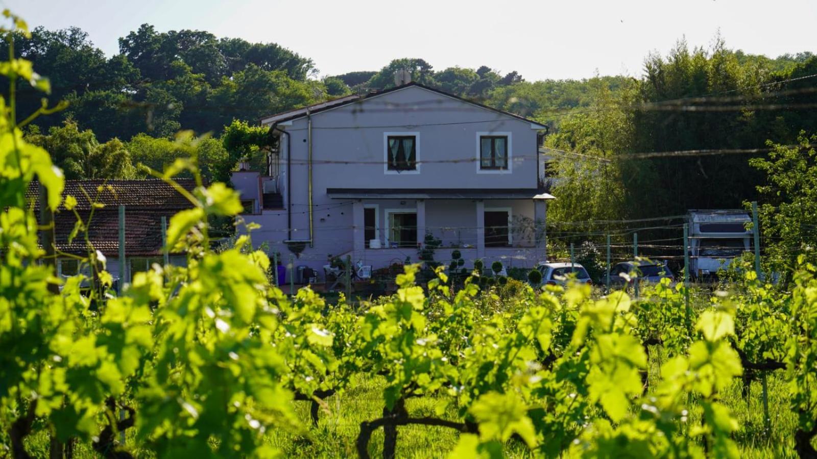 Wine House Bed & Breakfast Capannori Luaran gambar