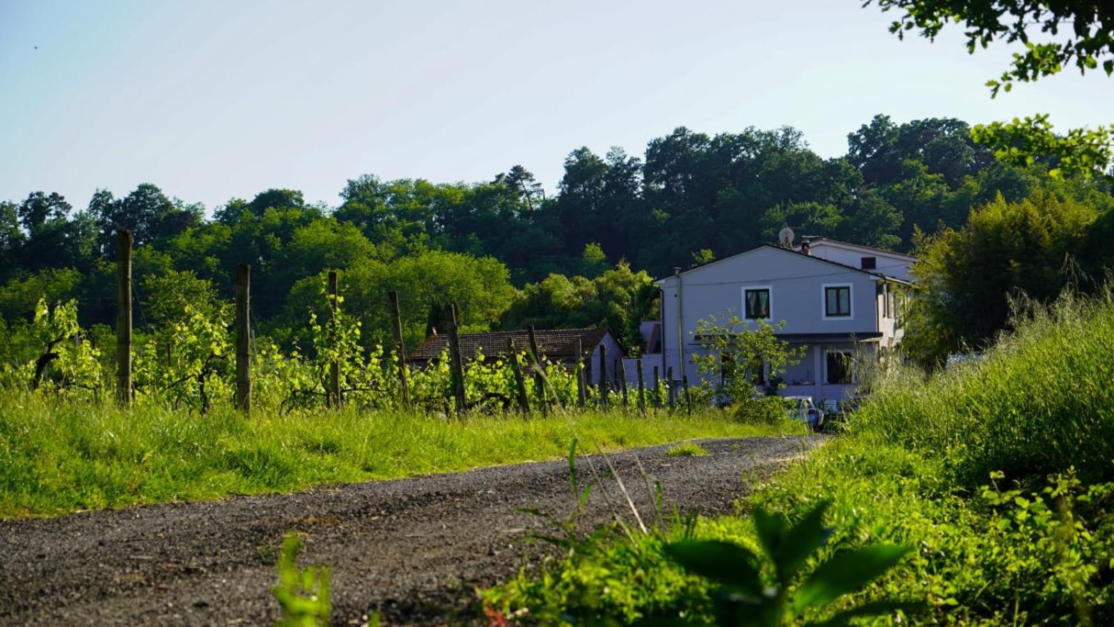 Wine House Bed & Breakfast Capannori Luaran gambar