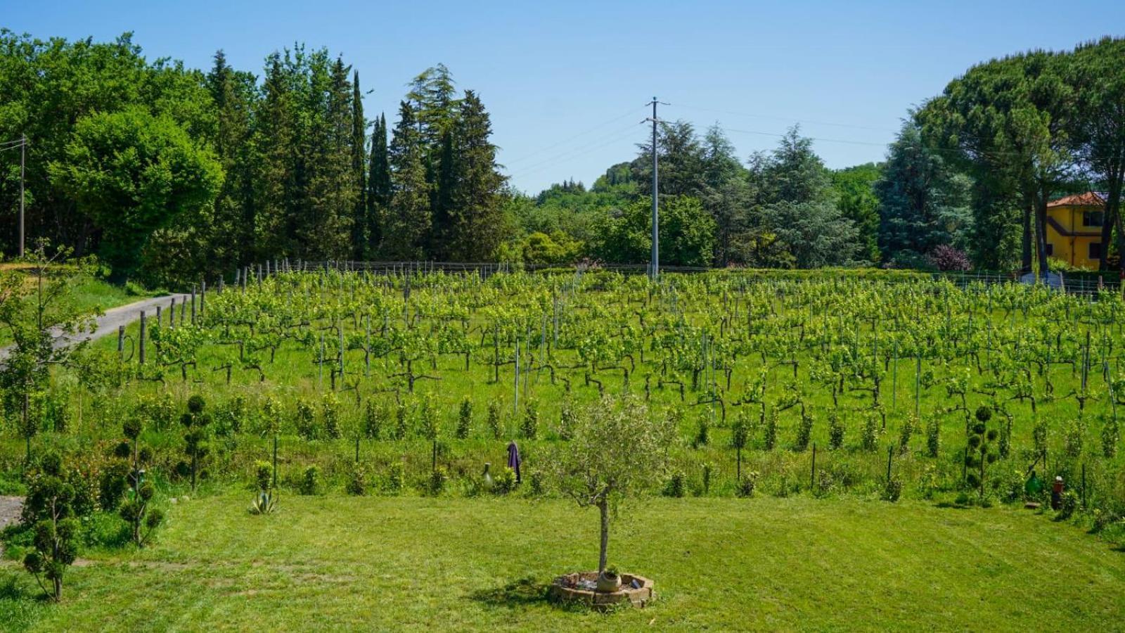 Wine House Bed & Breakfast Capannori Luaran gambar